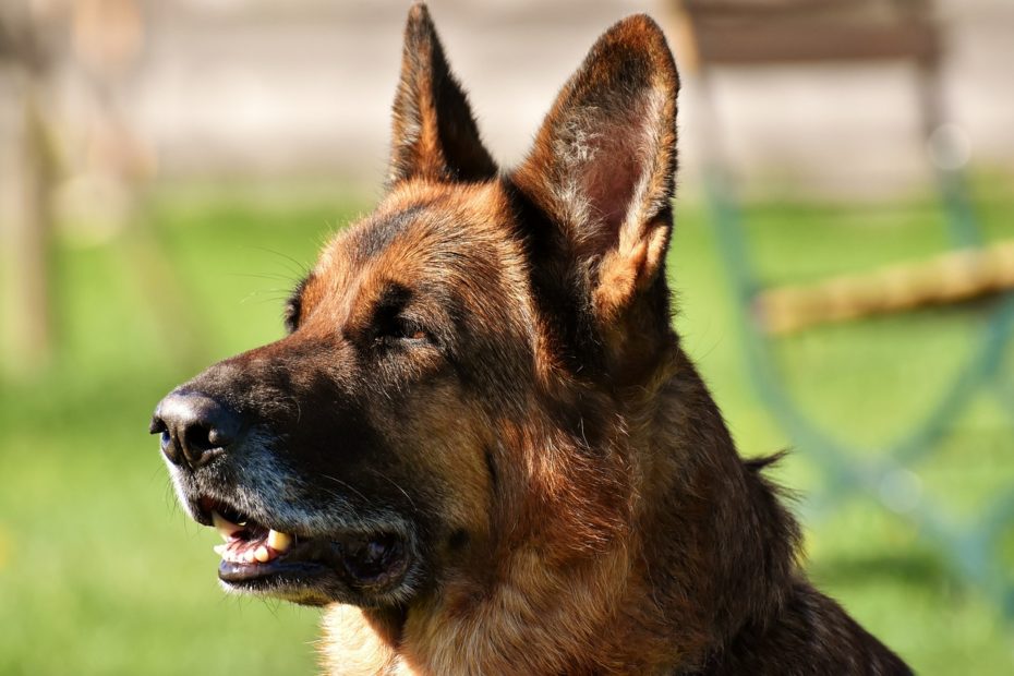 Un Berger Allemand en appartement