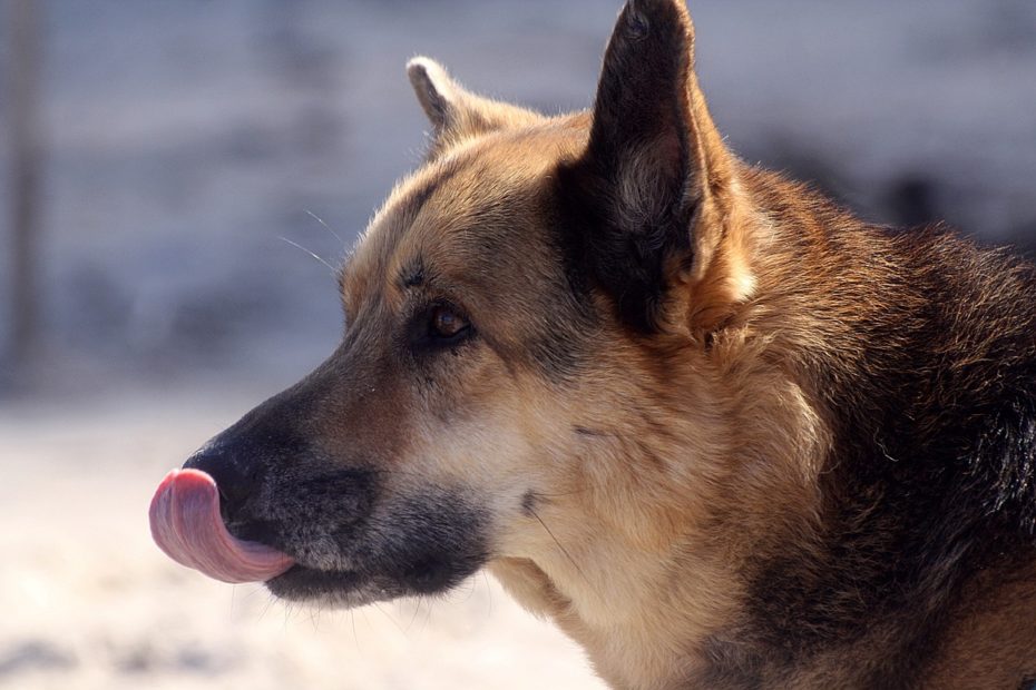 Comment dresser un berger allemand