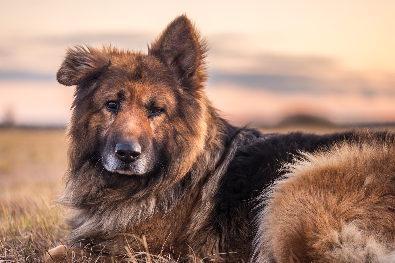 Pourquoi adopter un Berger Allemand plutôt que l’acheter ?