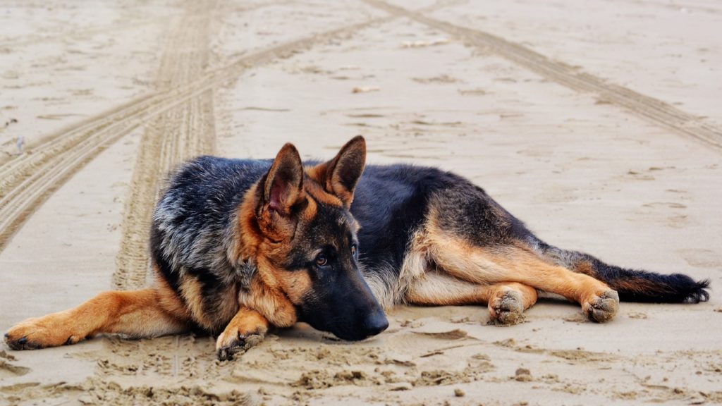 Berger Allemand senior : Comment prendre soin d’un chien âgé