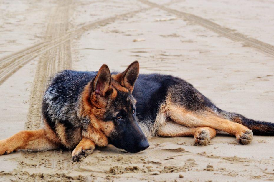 Comment prendre soin des pattes de votre Berger Allemand