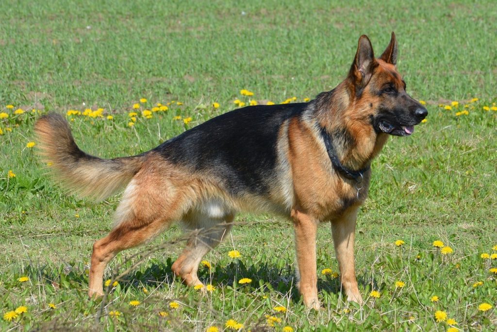 Le Berger Allemand chien de secours et de recherche ?