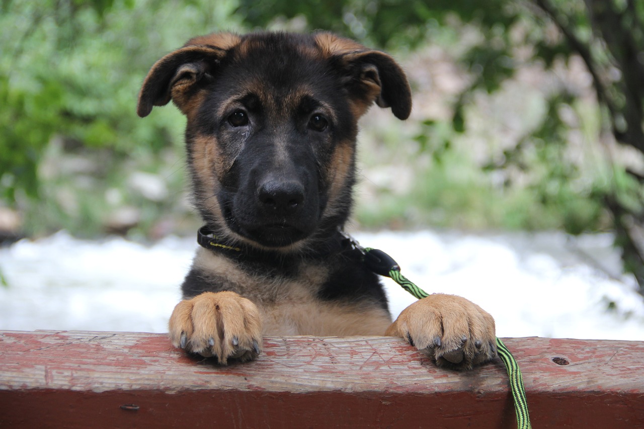 Comment choisir un chiot Berger Allemand ?