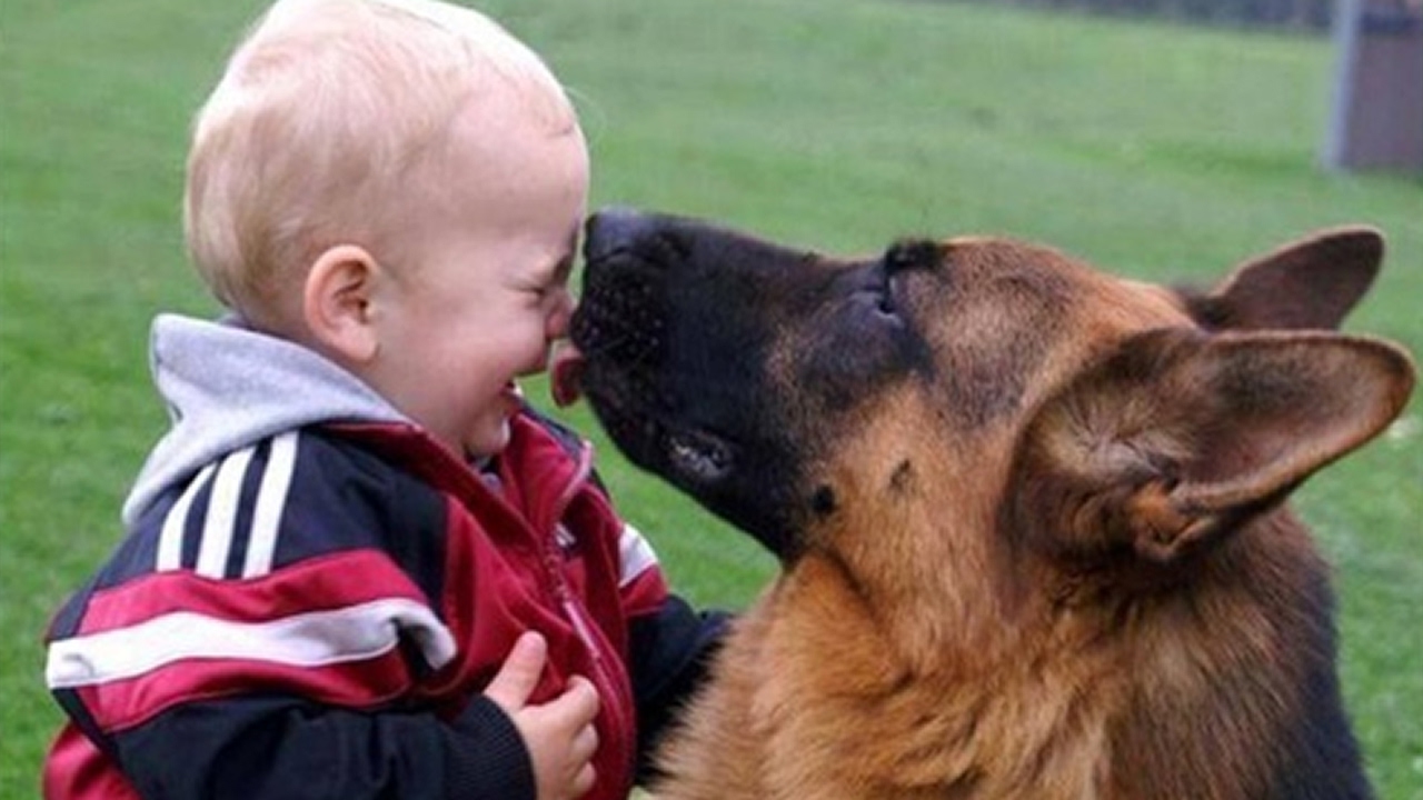 berger allemand et bébé