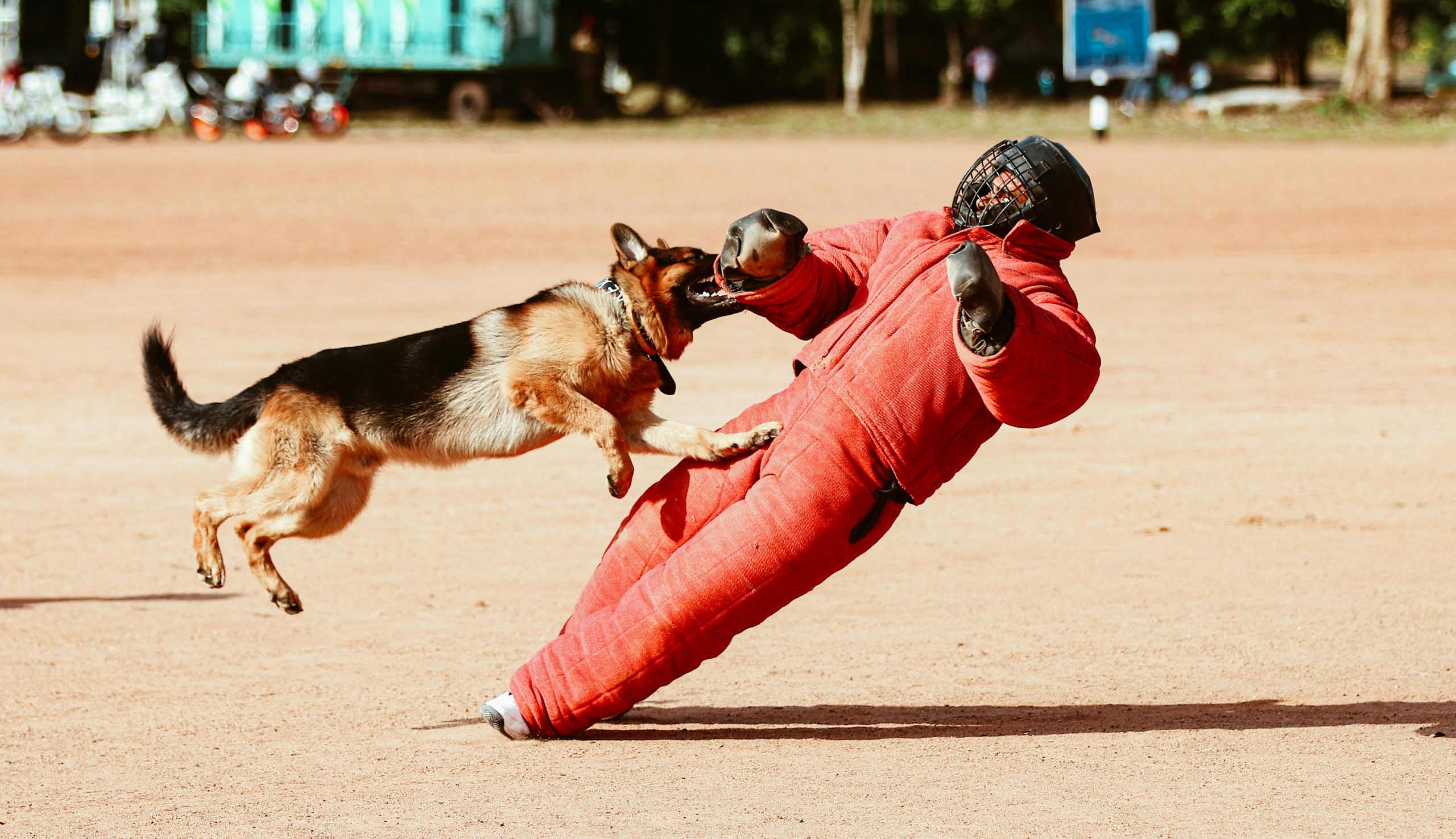 Comment dresser un berger allemand