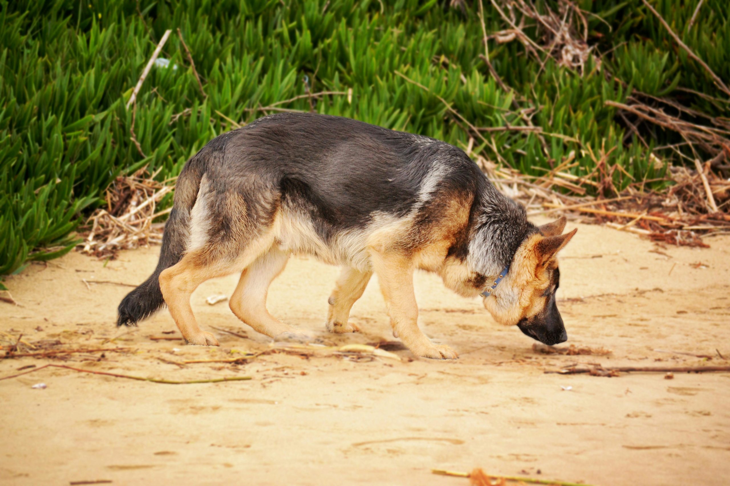 Berger Allemand chien de secours et de recherche ?